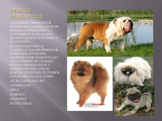 DOGO ALEMÀNHAY OTRAS RAZAS GRANDES PERO  SON MENOS PESADAS  QUE  SON ENTRE  25 Y 50  KG ESTAS SON ALGUNAS:ROTTWEILER