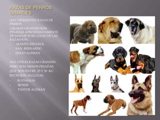 RAZAS DE PERROS GRANDESHAY DIFERENTES RAZAS DE PERROS LAS MAS GRANDES SON PESADAS APROXIMADAMENTE DE MAS DE 50 KG UNAS DE LAS RAZAS SON: MASTÍN ESPAÑOL