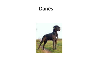 Danés