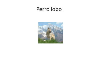 Perro lobo