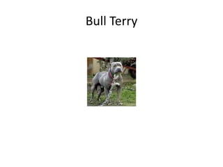 Bull Terry