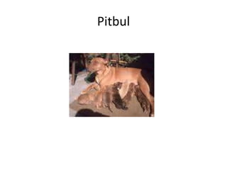 Pitbul