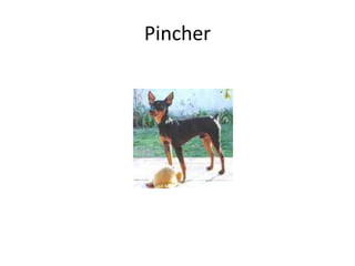 Pincher