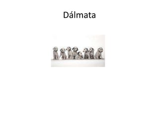 Dálmata