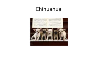 Chihuahua