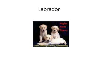 Labrador