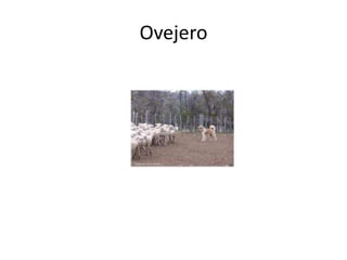 Ovejero