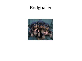 Rodguailer