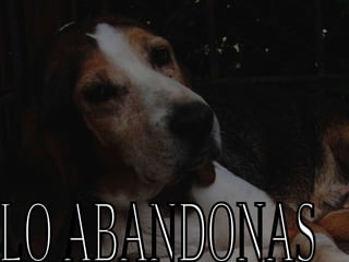 LO ABANDONAS 