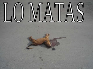 LO MATAS 