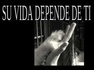 SU VIDA DEPENDE DE TI 