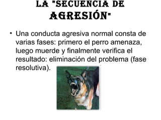 La "secuencia de  agresión " Una conducta agresiva normal consta de varias fases: primero el perro amenaza, luego muerde y finalmente verifica el resultado: eliminación del problema (fase resolutiva).  
