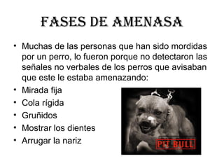 FASES DE AMENASA Muchas de las personas que han sido mordidas por un perro, lo fueron porque no detectaron las señales no verbales de los perros que avisaban que este le estaba amenazando: Mirada fija  Cola rígida  Gruñidos  Mostrar los dientes  Arrugar la nariz  