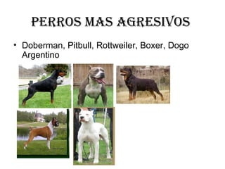 perros mas agresivos   Doberman, Pitbull, Rottweiler, Boxer, Dogo Argentino  