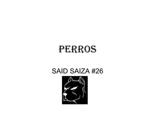 PERROS SAID SAIZA #26 