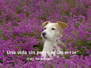 “  Una vida sin perro es un error” (Carl Zuckmayer) 