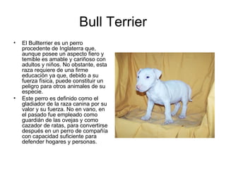 Bull Terrier ,[object Object],[object Object]