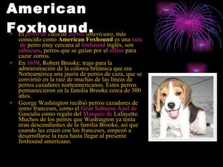 American Foxhound.   El  perro  de  caza  de  zorros  americano , más conocido como  American Foxhound  es una  raza  de  perro  muy cercana al  foxhound  inglés, son sabuesos , perros que se guían por el  olfato  para cazar zorros.  En  1650 , Robert Brooke, trajo para la administración de la colonia británica que era Norteamérica una jauría de perros de caza, que se convirtió en la raíz de muchas de las líneas de perros cazadores norteamericanos. Estos perros permanecieron en la familia Brooke cerca de 300 años. George Washington recibió perros cazadores de zorro franceses, como el  Gran  Sabueso Azul de  Gascuña  como regalo del  Marqués  de  Lafayette . Muchos de los perros que Washington ya tenía eran descendientes de la familia Brooke, así que cuando les cruzó con los franceses, empezó a desarrollarse la raza hasta llegar al presente foxhound americano. 