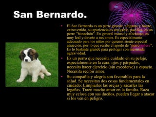 San Bernardo. El San Bernardo es un perro grande, elegante y fuerte, extrovertido, su apariencia es amigable, pacífica, es un perro "bonachón". En general manso y afectuoso, es muy leal y devoto a sus amos. Es especialmente adecuado para los niños por quienes siente especial atracción, por lo que recibe el apodo de "perro  niñera ". Es lo bastante grande para proteger con mesurada agresividad.   Es un perro que necesita cuidado en su pelaje, especialmente en la cara, ojos y párpados, necesita hacer ejercicio (sin excederse) y espacio. Necesita recibir amor. Su compañía y alegría son favorables para la salud. Se necesitan dos cosas fundamentales en cuidado: Limpiarles las orejas y sacarles las legañas. Traen mucho amor en la familia. Raza muy celosa con sus dueños, pueden llegar a atacar si los ven en peligro. 