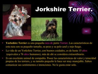 Jorkshire Terrier. Yorkshire Terrier  es una pequeña  raza  de  perro   Terrier . Las características de esta raza son su pequeño tamaño, su peso y su pelo azul y rojo fuego.   La vida de un Yorkshire Terrier, con buenos cuidados, es de hasta 15  años  (equivalen a 76  años  humanos), más de ahí se considera extraordinario.   Es un excelente animal de compañía. Posee las características de valor y tenacidad propias de los terriers, y su tamaño pequeño le hace ser muy manejable. Saben comunicar sus sentimientos e intenciones. No le gusta estar solo.   