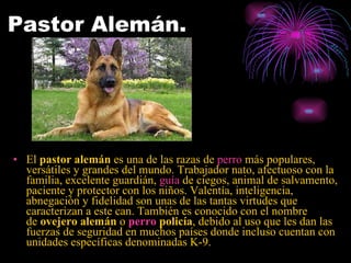 Pastor Alemán. El  pastor alemán  es una de las razas de  perro  más populares, versátiles y grandes del mundo. Trabajador nato, afectuoso con la familia, excelente guardián,  guía  de ciegos , animal de salvamento, paciente y protector con los niños. Valentía, inteligencia, abnegación y fidelidad son unas de las tantas virtudes que caracterizan a este can. También es conocido con el nombre de  ovejero alemán  o  perro  policía , debido al uso que les dan las fuerzas de seguridad en muchos países donde incluso cuentan con unidades específicas denominadas K-9.  