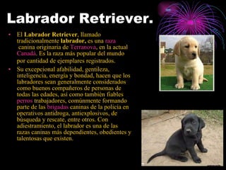 Labrador Retriever.  El  Labrador Retriever , llamado tradicionalmente  labrador,  es una  raza  canina originaria de  Terranova , en la actual  Canadá . Es la raza más popular del mundo por cantidad de ejemplares registrados.   Su excepcional afabilidad, gentileza, inteligencia, energía y bondad, hacen que los labradores sean generalmente considerados como buenos compañeros de personas de todas las edades, así como también fiables  perros  trabajadores , comúnmente formando parte de las  brigadas   caninas  de la policía en operativos antidroga, antiexplosivos, de búsqueda y rescate, entre otros. Con adiestramiento, el labrador es una de las razas caninas más dependientes, obedientes y talentosas que existen.  