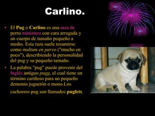 Carlino. El  Pug  o  Carlino  es una  raza  de  perro   miniatura  con cara arrugada y un cuerpo de tamaño pequeño a medio. Esta raza suele resumirse como  multum en parvo  ("mucho en poco"), describiendo la personalidad del pug y su pequeño tamaño. La palabra "pug" puede provenir del  Inglés   antiguo   pugg , el cual tiene un término cariñoso para un pequeño demonio juguetón o mono.Los cachorros pug son llamados  puglets .   