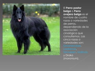 El  Perro pastor belga  o  Perro ovejero belga  es el nombre de cuatro razas o variedades de perros, dependiendo de la asociación cinológica que consultemos. Las cinco razas o variedades son:  Groenendael ,  Laekenois ,  Tervueren ,  Malinois  y Drako (moronium). 