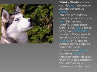 El  Husky Siberiano  es una raza de  perro  de trabajo oriunda del este de  Siberia . Esta raza presenta un acusado parecido con el  lobo : De mediano tamaño, puede pesar entre 16 y 29  kilos  y medir de 51 a 60  centímetros  de altura. Originalmente fue criado por la tribu  Chukchi , en la que se utilizaba como perro de compañía, para pastorear a los  ciervos , tirar de los  trineos  y mantener calientes a los niños; en la actualidad se encuentra en muy diversas zonas del mundo 