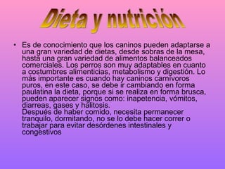 Es de conocimiento que los caninos pueden adaptarse a una gran variedad de dietas, desde sobras de la mesa, hasta una gran variedad de alimentos balanceados comerciales. Los perros son muy adaptables en cuanto a costumbres alimenticias, metabolismo y digestión. Lo más importante es cuando hay caninos carnívoros puros, en este caso, se debe ir cambiando en forma paulatina la dieta, porque si se realiza en forma brusca, pueden aparecer signos como: inapetencia, vómitos, diarreas, gases y halitosis. Después de haber comido, necesita permanecer tranquilo, dormitando, no se lo debe hacer correr o trabajar para evitar desórdenes intestinales y congestivos  Dieta y nutrición 