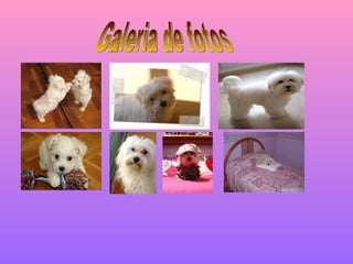 Galeria de fotos 