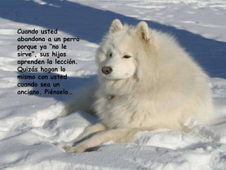 Cuando usted abandona a un perro porque ya “no le sirve”, sus hijos aprenden la lección. Quizás hagan lo mismo con usted cuando sea un anciano. Piénselo… 