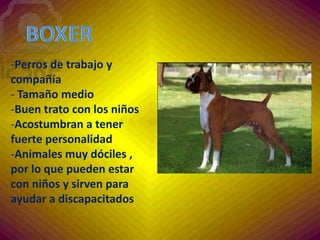 Pastor AlemánDócil, equilibrado y amante incondicional de su familia.