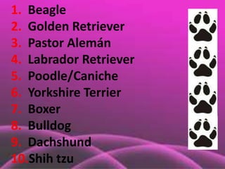 1.  Beagle2.  GoldenRetriever3.  Pastor Alemán4.  Labrador Retriever5.  Poodle/Caniche6.  Yorkshire Terrier7.  Boxer8.  Bulldog9.  Dachshund10.Shih tzu