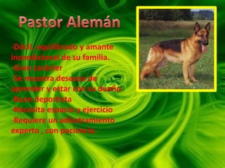 No son muy ladradores