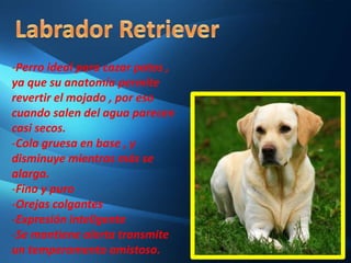 Tienen buen humor y singular alegría