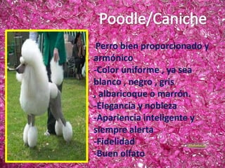  Puede pesar entre 10-18 KilosBeagle