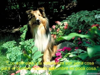 “ Los animales y la naturaleza son poca cosa para el hombre cuando el hombre es poca cosa.” 