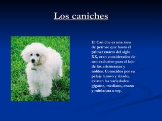 Los caniches El Caniche es una raza de perrose que hasta el primer cuarto del siglo XX, eran considerados de uso exclusivo para el lujo de los aristócratas y nobles. Conocidos por su pelaje lanoso y rizado, existen las variedades gigante, mediano, enano y miniatura o toy.  
