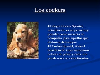 Los cockers El alegre Cocker Spaniel, actualmente es un perro muy popular como mascota de compañía, para aquellos que disfrutan del campo. El Cocker Spaniel, tiene el beneficio de tener numerosos colores de pelaje y cada uno puede tener su color favorito.   