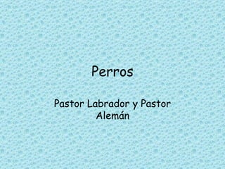 Perros

Pastor Labrador y Pastor
         Alemán
 