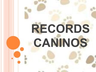 RECORDS
CANINOS
 