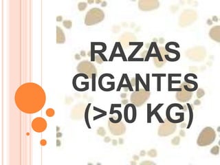 RAZAS
GIGANTES
(>50 KG)
 
