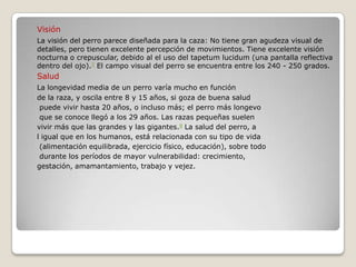 Visión
La visión del perro parece diseñada para la caza: No tiene gran agudeza visual de
detalles, pero tienen excelente percepción de movimientos. Tiene excelente visión
nocturna o crepuscular, debido al el uso del tapetum lucidum (una pantalla reflectiva
dentro del ojo).7 El campo visual del perro se encuentra entre los 240 - 250 grados.
Salud
La longevidad media de un perro varía mucho en función
de la raza, y oscila entre 8 y 15 años, si goza de buena salud
 puede vivir hasta 20 años, o incluso más; el perro más longevo
 que se conoce llegó a los 29 años. Las razas pequeñas suelen
vivir más que las grandes y las gigantes.8 La salud del perro, a
l igual que en los humanos, está relacionada con su tipo de vida
 (alimentación equilibrada, ejercicio físico, educación), sobre todo
 durante los períodos de mayor vulnerabilidad: crecimiento,
gestación, amamantamiento, trabajo y vejez.
 