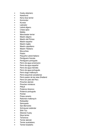    Husky siberiano
   Keeshond
   Kerry blue terrier
   Komondor
   Kuvasz
   Labrador
   Lebrel afgano
   Lhasa apso
   Maltés
   Manchester terrier
   Mastín afgano
   Mastín del Pirineo
   Mastín español
   Mastín inglés
   Mastín napolitano
   Mastín Tibetano
   Mucuchies
   Pastor
   Pequeño Lebrel Italiano
   Perdiguero francés
   Perdiguero portugués
   Perro de agua americano
   Perro de agua español
   Perro de agua irlandés
   Perro de agua portugués
   Perro dogo mallorquín
   Perro esquimal canadiense
   Perro pastor de las islas Shetland
   Perro sin pelo del Peru
   Pinscher alemán
   Pinscher miniatura
   Pitbull
   Podenco ibicenco
   Podenco portugués
   Pointer
   Presa canario
   Ratonero mallorquín
   Rottweiller
   Samoyedo
   San Bernardo
   Schnauzer estándar
   Shih Tzu
   Siberian husky
   Skye terrier
   Terranova
   Terrier alemán
   Terrier australiano
   Terrier brasileño
 