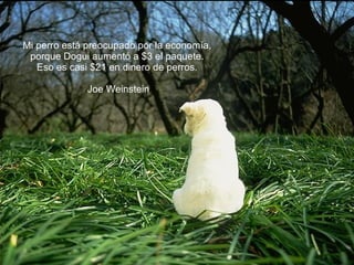 Mi perro está preocupado por la economía, porque Dogui aumentó a $3 el paquete. Eso es casi $21 en dinero de perros. Joe Weinstein 