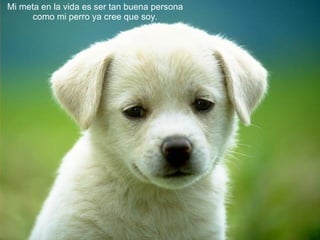 Mi meta en la vida es ser tan buena persona como mi perro ya cree que soy. 