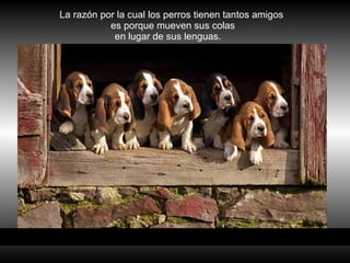 La razón por la cual los perros tienen tantos amigos  es porque mueven sus colas en lugar de sus lenguas.   