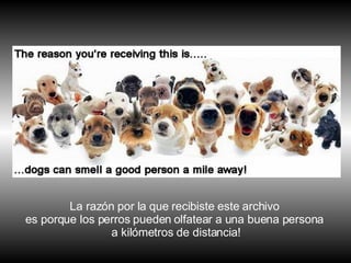 La razón por la que recibiste este archivo  es porque los perros pueden   olfatear a una buena persona  a kilómetros de distancia! 