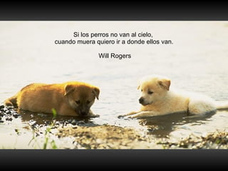 Si los perros no van al cielo,  cuando muera quiero ir a donde ellos van. Will Rogers 
